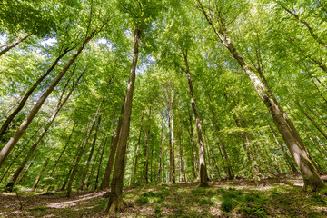 Wall Mural - experience the lush green canopy a breathtaking view observed from below the trees, sustainability