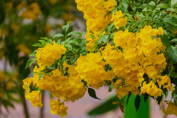 Sticker - Selective focus yellow elder flowers on the tree in garden, Tecoma stans or Trumpetbush is a species of flowering perennial shrub in the trumpet vine, Family of Bignoniaceae, Nature floral background.