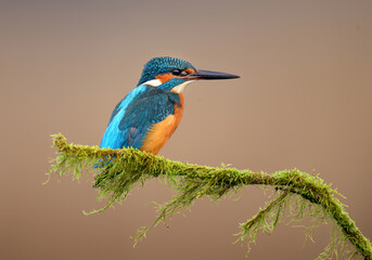 Wall Mural - European Kingfisher ( Alcedo atthis ) close up