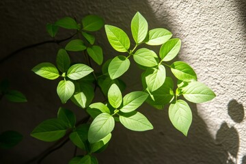 Sticker - Lush green plants climbing a textured wall in a modern urban setting