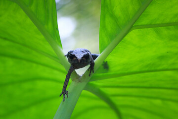 Wall Mural - leptobrachium hasseltii (hasselt's toad or java spadefoot toad) on leaves, hasselt's litter frog tsc