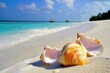 © Nats - A close-up glimpse of sea shells highlighting the beauty of the Maldives coastline.