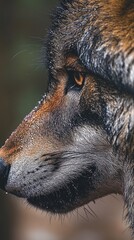 Wall Mural - A close-up profile of a wolf, showcasing its fur texture and intense gaze.