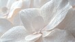 © Phatharaporn - A close-up view of delicate white flower petals with fine textures and soft lighting, capturing their ethereal beauty.