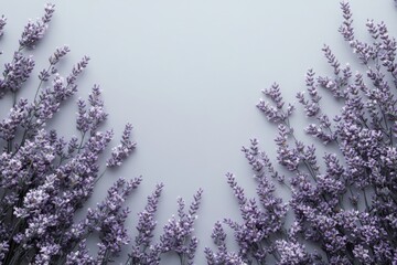 Wall Mural - Soft lavender flowers arranged beautifully against a light gray background highlighting their delicate features and shadows