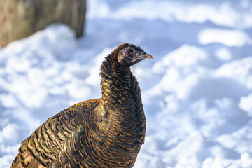 It has been a very snowy, cold, and harsh winter here in Windsor in Upstate NY for the Birds. Turkeys in our yard this winter. Turkeys at feeders in snow covered yard.