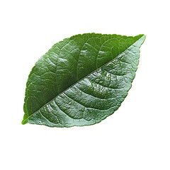 Fresh green leaf macro shot Transparent Background.