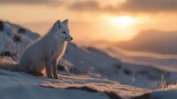 majestic arctic fox with pristine white winter coat standing alert in snowy landscape during golden hour, wildlife photography