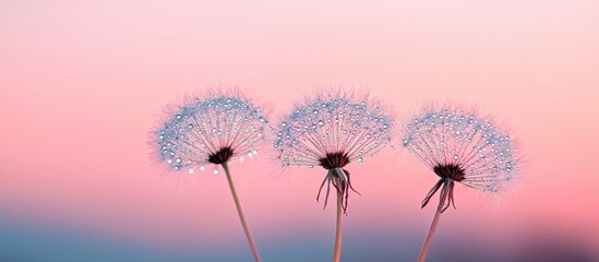 Poster - Dewy Dandelions Glowing at Sunrise Against Soft Colorful Background