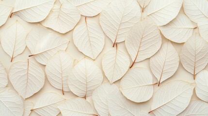 Wall Mural - Delicate White Leaves Over Textured Light Background for Design Use