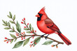 © Galeno - red cardinal watercolor winter plants white background festive holiday clip art