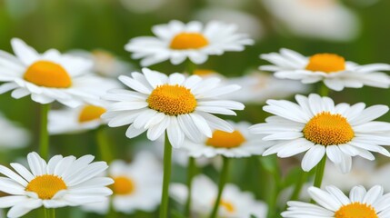 Canvas Print - Vibrant White Daisies Blooming in a Colorful Meadow Under Bright Sunlight