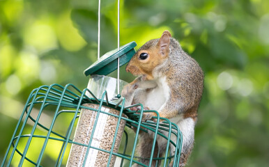 Wall Mural - Grey squirrel eating sunflower seeds on a bird feeder