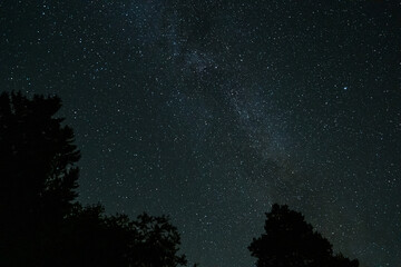 Wall Mural - stars and galaxy outer space sky night with tree tops