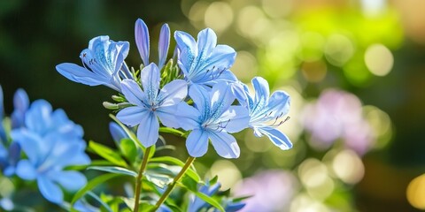 Wall Mural - A plant adorned with delicate light blue flowers thrives in the summer sun, showcasing its vibrant beauty and capturing the essence of summer with its charming light blue flowers.