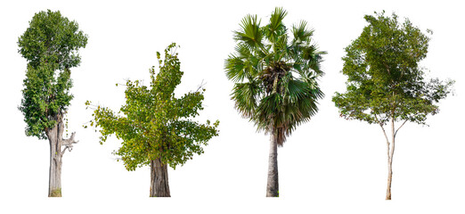 Poster - collection tree PNG transparent background 