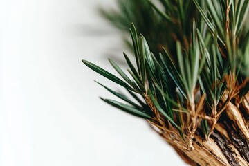 Wall Mural - Close-up of a green plant with slender leaves against a neutral background.