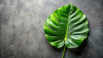 Poster - A single vibrant green tropical leaf with intricate cutouts rests against a textured gray background, showcasing the beauty of nature's simple elegance.