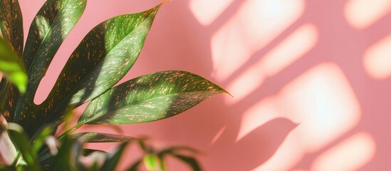 Sticker - Tropical Plant Leaves Casting Shadows on Soft Pink Background with Copy Space for Text or Design Elements