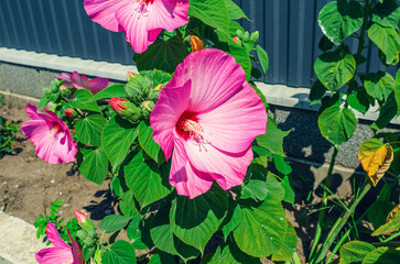 Bush of pink hibiscus flowers growing in flowerbed. Growing ornamental flowers, garden care.