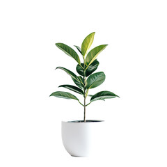 Wall Mural - Lush Green Ficus Plant in a Minimalist White Pot