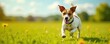 © Kanlaya - Playful Jack Russell Terrier running in open field, terrier, playful