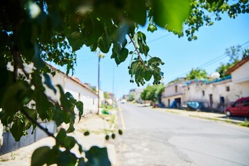 Wall Mural - The bird cherry plant. The branch of the tree