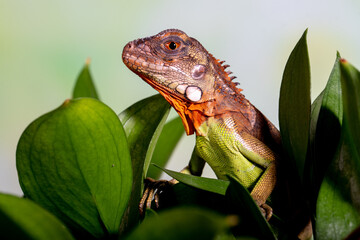 Wall Mural - Iguana is a genus of herbivorous lizards that are native to tropical areas of Mexico, Central America, South America, and the Caribbean