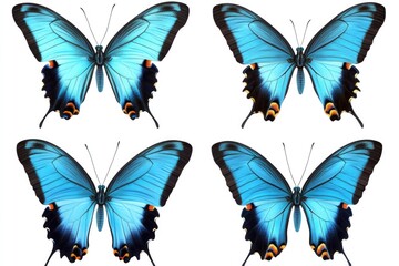 Poster - Butterflies on a white background, perfect for any project requiring a natural element