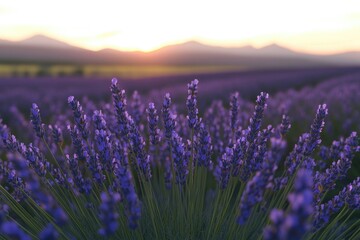 Poster - A serene landscape featuring a vibrant purple lavender field against a warm orange sunset backdrop, ideal for use in nature, travel, or relaxation-themed projects