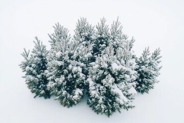 Poster - Winter landscape with evergreen trees covered in snow