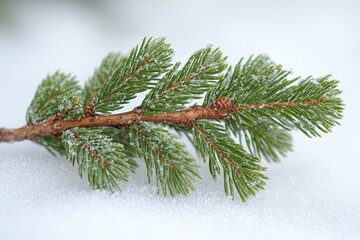 Poster - A picture of a pine branch covered in snow