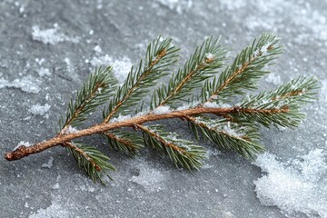 Poster - A close-up shot of a snowy pine branch with thick, white coating and intricate details