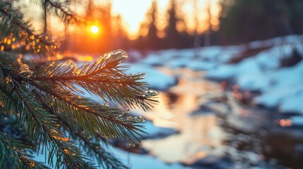 Poster - A pine tree branch leaning over a peaceful stream, perfect for nature or outdoor scenes