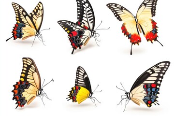 Poster - A cluster of colorful butterflies resting on a clean white surface, perfect for use in designs related to nature and wildlife