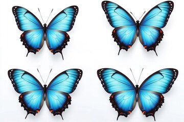 Poster - Four blue butterflies sit on a white background