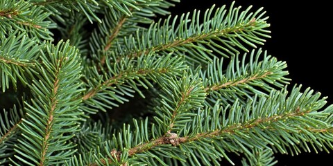 Poster - A detailed view of a pine tree branch, highlighting its texture and structure