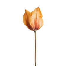 Wall Mural - Solitary Orange Tulip