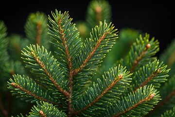 Poster - A detailed shot of a pine tree with lush green needles, ideal for use in nature or outdoor-themed projects