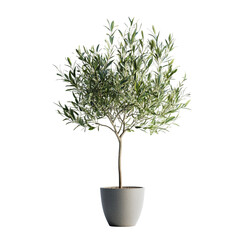 elegant olive tree in pot: a symbol of peace and longevity