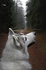 Wall Mural - beautiful grey and white siberian husky dog portrait in the green fog pine forest