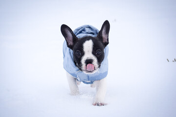 Wall Mural - Small french bulldog is running in the snow. He has a coat	