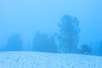 Wall Mural - A foggy day in December 2024 from the cultural landscape around Balke, Toten, Norway.