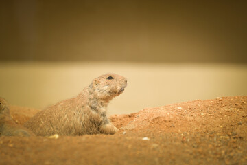 Wall Mural - Black-tailed Prairie Dog is in her zoo habitat. Sand habitat in zoo in sunny day.	
