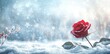 © novian - A single red rose blooms in the winter snow