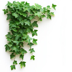 Canvas Print - Ivy Isolated