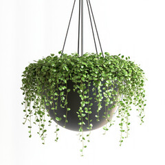 Wall Mural - Hanging Plant Isolated