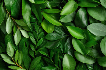 Wall Mural - Evergreen Background