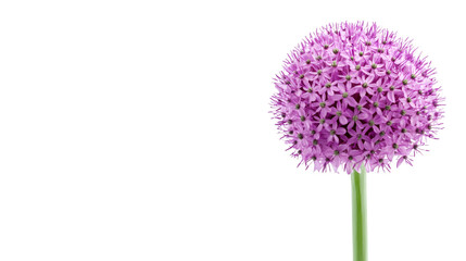 Poster - Vibrant purple allium flower in full bloom, isolated on a transparent background, ready for creative projects