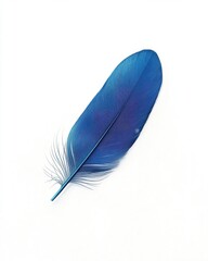 Poster - A vibrant blue feather rests elegantly on a white background, showcasing its delicate structure and vivid color.